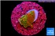 Montipora graphted 1 cm WYSIWYG acclimaté