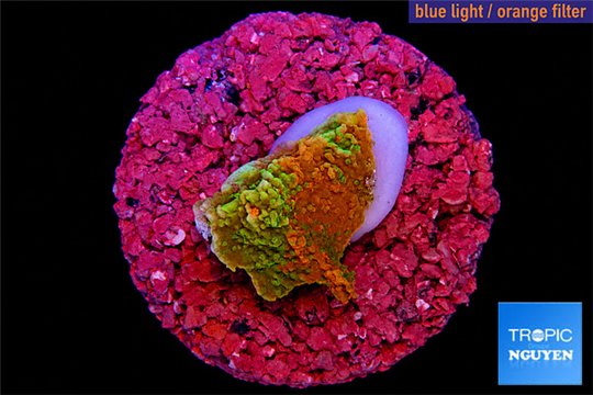 Montipora graphted 1 cm WYSIWYG acclimaté