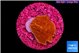 Montipora graphted 1 cm WYSIWYG acclimaté