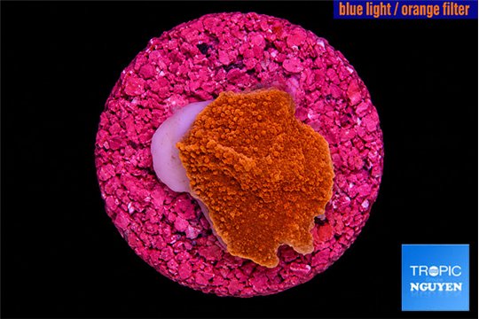 Montipora graphted 1 cm WYSIWYG acclimaté