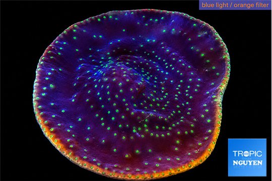 Turbinaria reniformis yellow polyps 6-9 cm WYSIWYG acclimaté