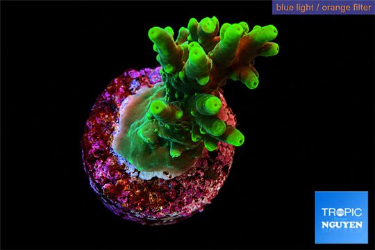 Acropora caroliniana banana 2-3 cm WYSIWYG acclimaté