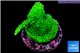 Acropora neon green 3-4 cm WYSIWYG acclimaté