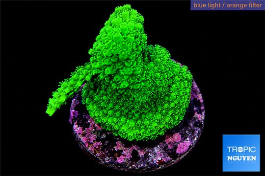 Acropora neon green 3-4 cm WYSIWYG acclimaté