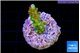 Acropora green & purple tip 2-3 cm WYSIWYG acclimaté