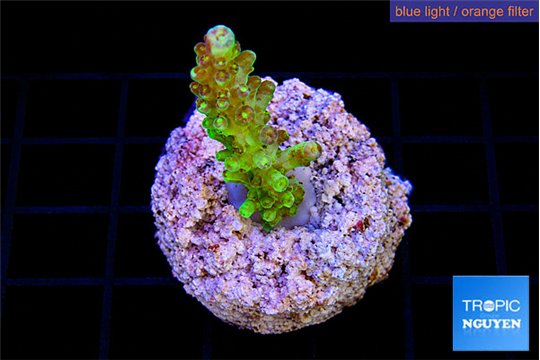 Acropora green & purple tip 2-3 cm WYSIWYG acclimaté