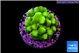 Pocillopora verrucosa toxic green 2 cm WYSIWYG acclimaté