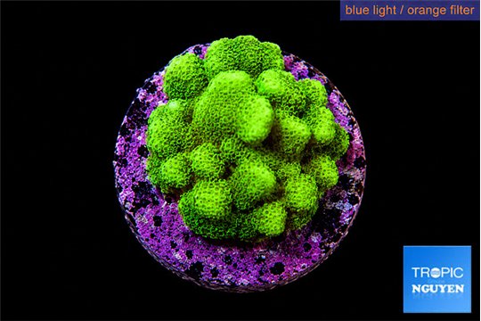 Pocillopora verrucosa toxic green 2 cm WYSIWYG acclimaté
