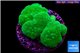 Pocillopora verrucosa green & pink 7-10 cm WYSIWYG acclimaté