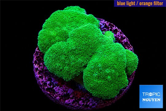 Pocillopora verrucosa green & pink 7-10 cm WYSIWYG acclimaté