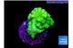Pocillopora verrucosa toxic green 2-3 cm WYSIWYG acclimaté