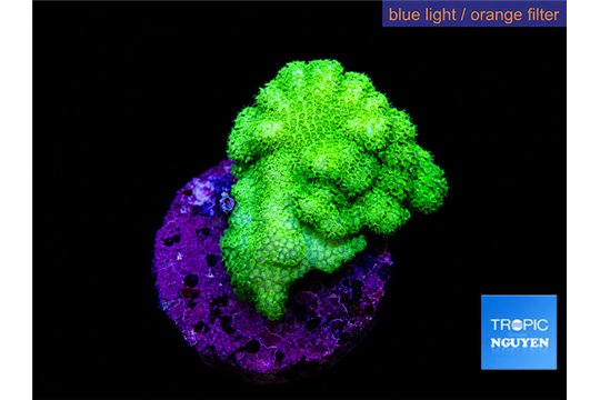Pocillopora verrucosa toxic green 2-3 cm WYSIWYG acclimaté