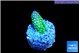 Acropora gemmifera green purple tip 2-3 cm WYSIWYG acclimaté