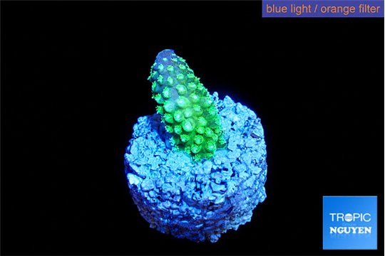 Acropora gemmifera green purple tip 2-3 cm WYSIWYG acclimaté