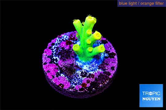 Acropora caroliniana banana 1 cm WYSIWYG acclimaté