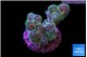 Pocillopora damicornis pink tip 2-3 cm WYSIWYG acclimaté