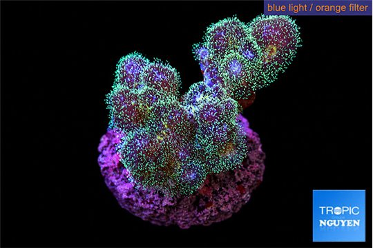 Pocillopora damicornis pink tip 2-3 cm WYSIWYG acclimaté