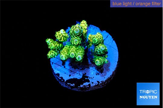 Acropora golden 3-4 cm WYSIWYG acclimaté