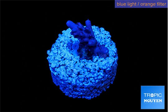 Acropopra purple Fijii 1-2 cm WYSIWYG acclimaté