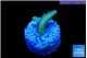 Acropora sunset neon toxic green polyps premium 2-3 cm WYSIWYG acclimaté
