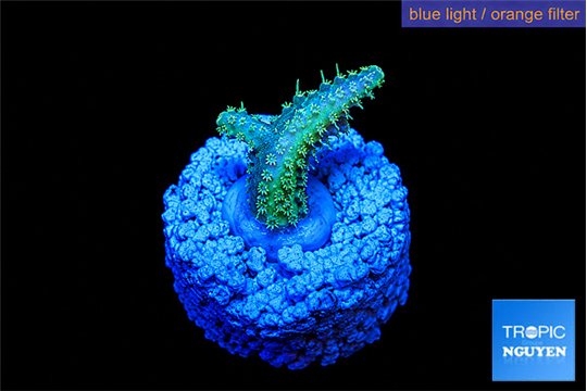 Acropora sunset neon toxic green polyps premium 2-3 cm WYSIWYG acclimaté