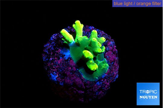 Acropora caroliniana banana 1-2 cm WYSIWYG acclimaté