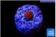 Montipora graphted frag 0,5-1 cm WYSIWYG acclimaté