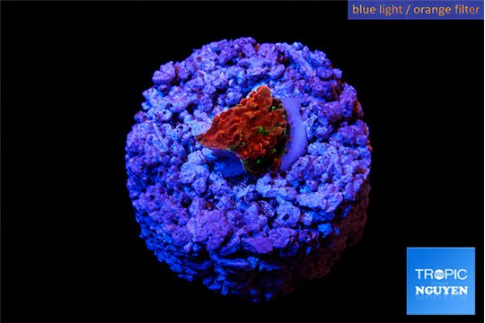 Montipora graphted frag 0,5-1 cm WYSIWYG acclimaté