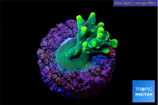 Acropora caroliniana banana 1-2 cm WYSIWYG acclimaté