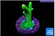 Acropora neon green 3-4 cm WYSIWYG acclimaté