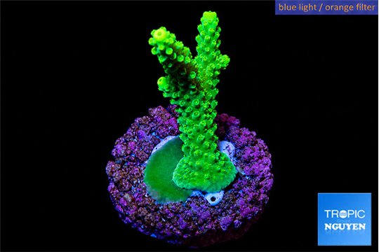Acropora neon green 3-4 cm WYSIWYG acclimaté