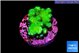 Pocillopora verrucosa toxic green 2 cm WYSIWYG acclimaté