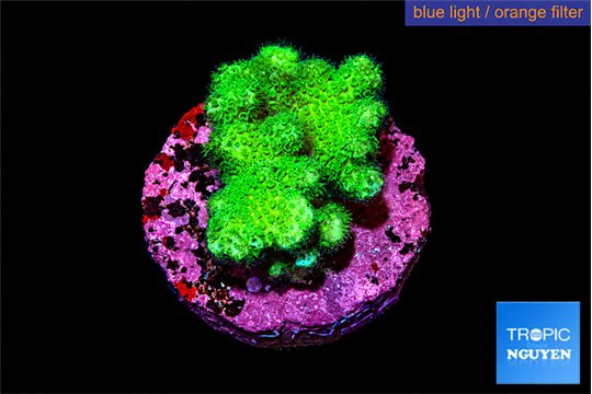 Pocillopora verrucosa toxic green 2 cm WYSIWYG acclimaté