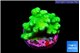 Pocillopora verrucosa toxic green 2-3 cm WYSIWYG acclimaté