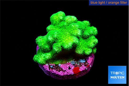 Pocillopora verrucosa toxic green 2-3 cm WYSIWYG acclimaté