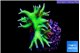 Seriatopra hystrix green gold 3-4 cm WYSIWYG acclimaté