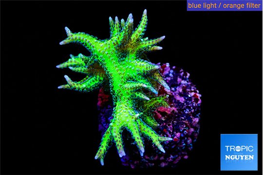 Seriatopra hystrix green gold 3-4 cm WYSIWYG acclimaté