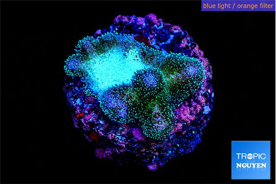 Pocillopora damicornis pink tip 1-2 cm WYSIWYG acclimaté