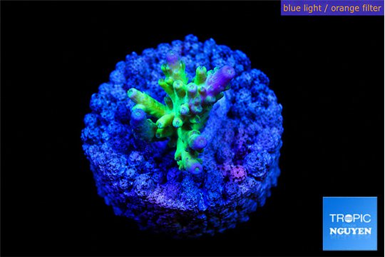 Acropora green & blue tip Fijii 1-3 cm WYSIWYG acclimaté