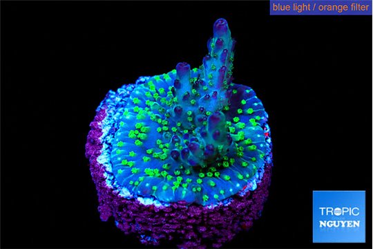 Acropora nana 2-3 cm WYSIWYG acclimaté