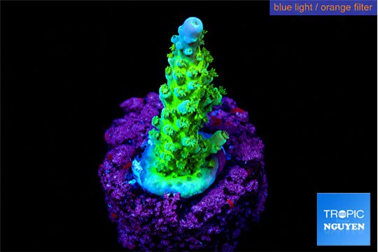 Acropora green & blue tip Fijii 2-3 cm WYSIWYG acclimaté
