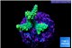Acropora green gold 1-3 cm WYSIWYG acclimaté