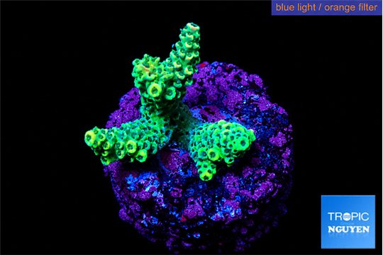 Acropora green gold 1-3 cm WYSIWYG acclimaté