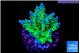 Acropora green & purple tip 2-4 cm WYSIWYG acclimaté