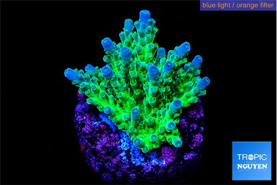 Acropora green & purple tip 2-4 cm WYSIWYG acclimaté
