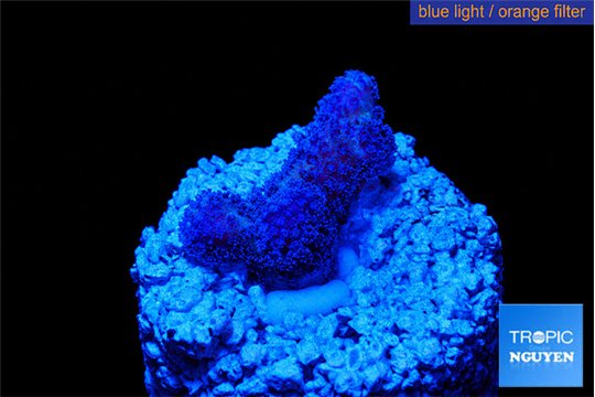 Stylophora full pink Fijii 1 cm WYSIWYG acclimaté