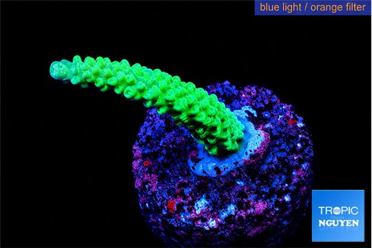 Acropora green purple tip 2-4 cm WYSIWYG acclimaté