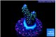 Acropora nana 1-2 cm WYSIWYG acclimaté