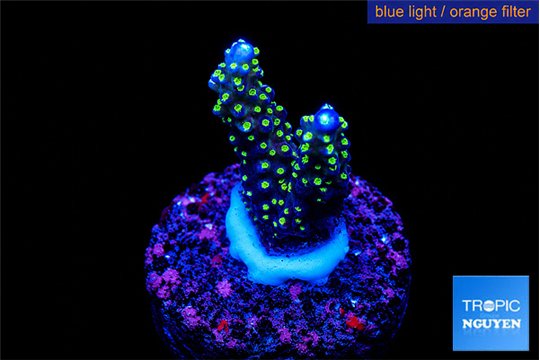 Acropora nana 1-2 cm WYSIWYG acclimaté