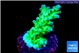 Acropora green & blue tip Fijii 3-4 cm WYSIWYG acclimaté